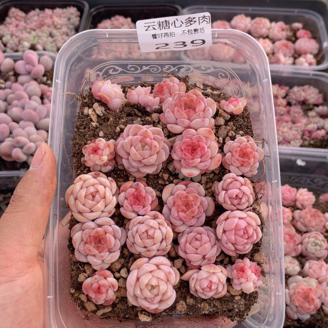 云糖心多肉植物239