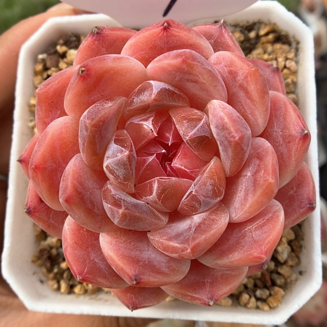 糖心粉魄可拍337号。