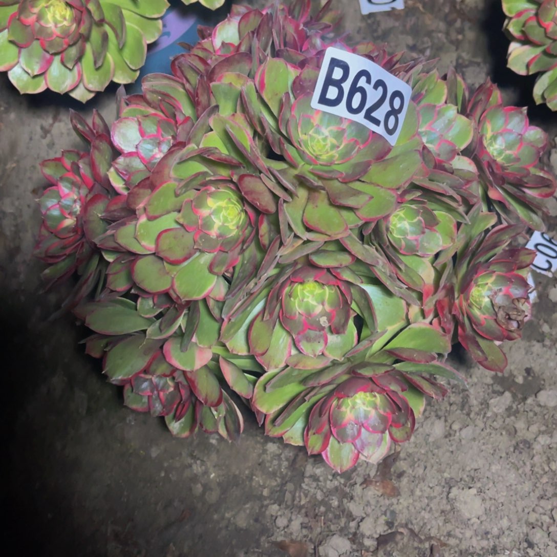 粉花妖26///////29包邮