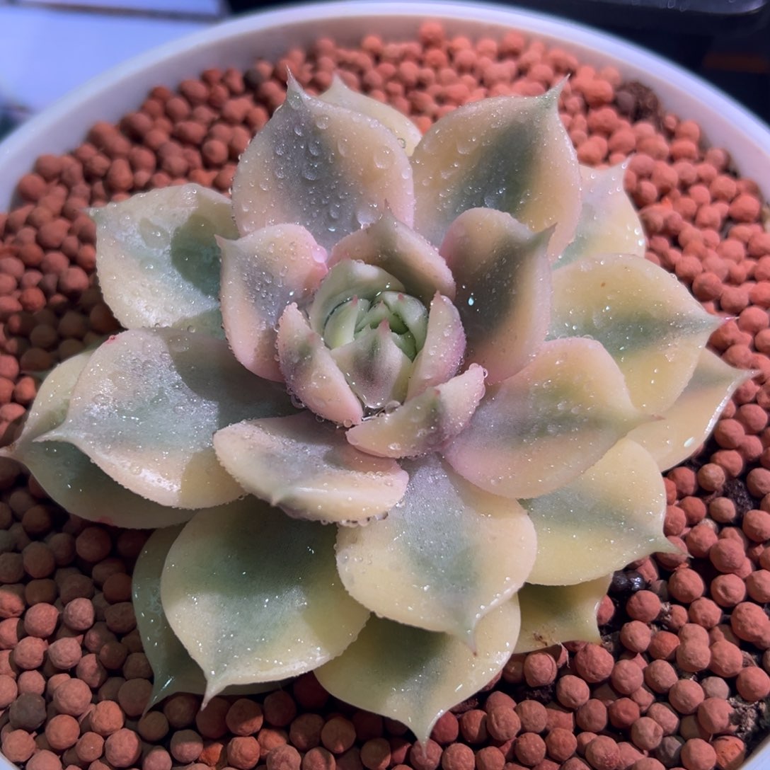 贝加尔湖锦，覆轮锦160口圆盆