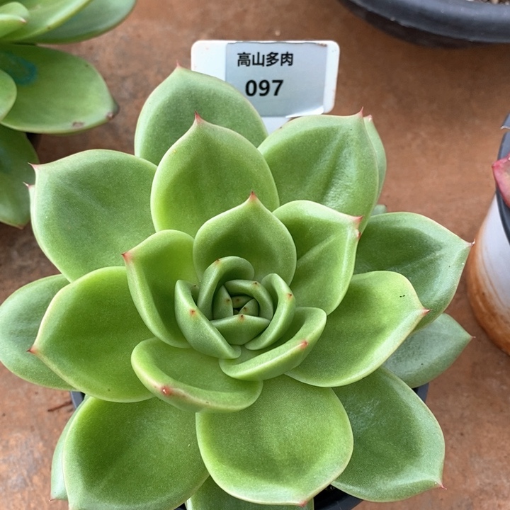 D097- 直播福利狮子王