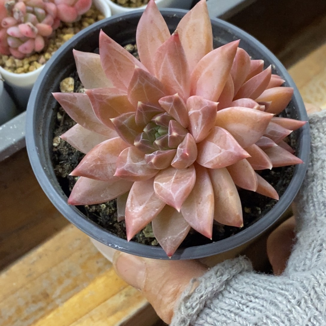 精品多肉一物一拍不包整240