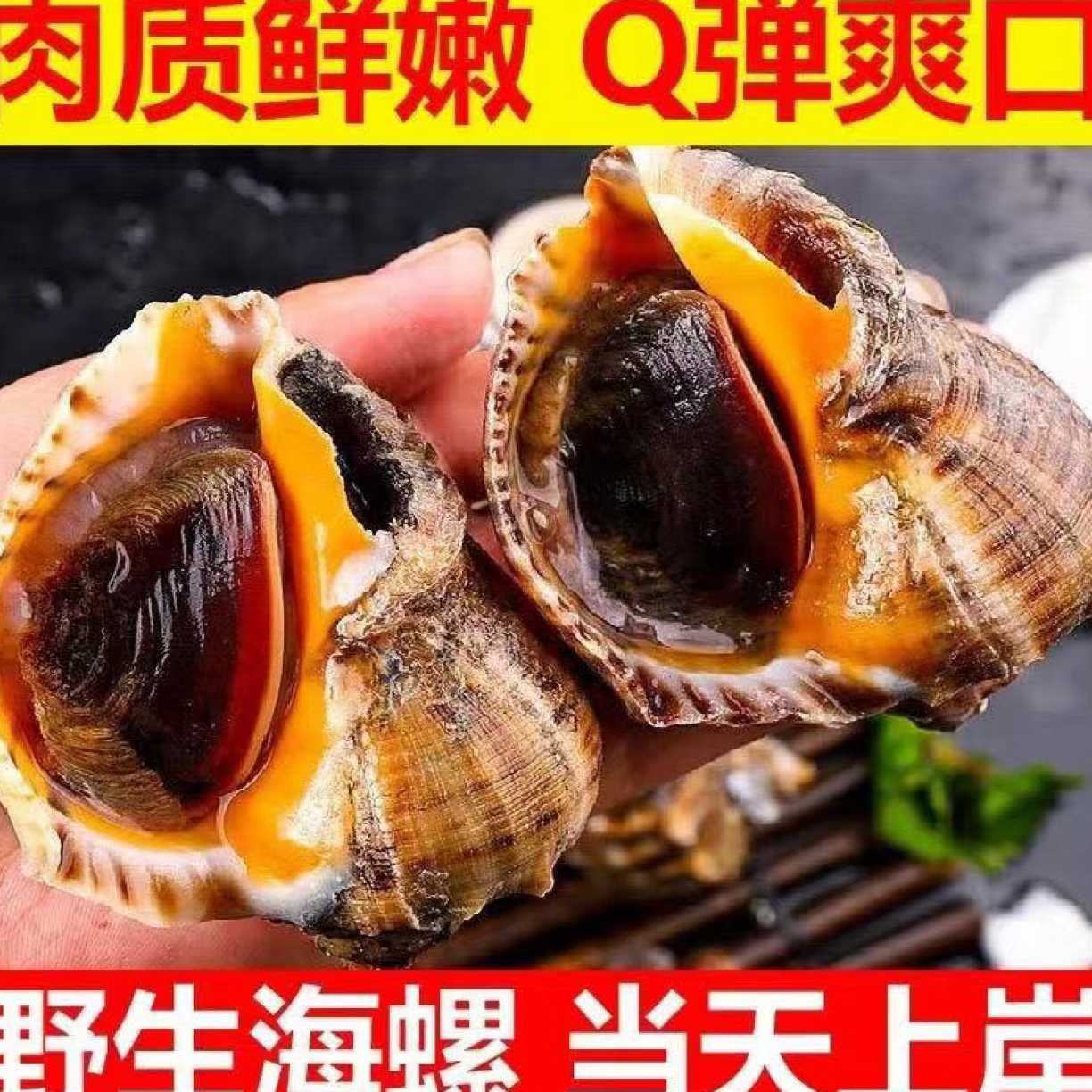 中海螺（一斤5～6个左右）吐紫色粘液为正常现象介意勿拍