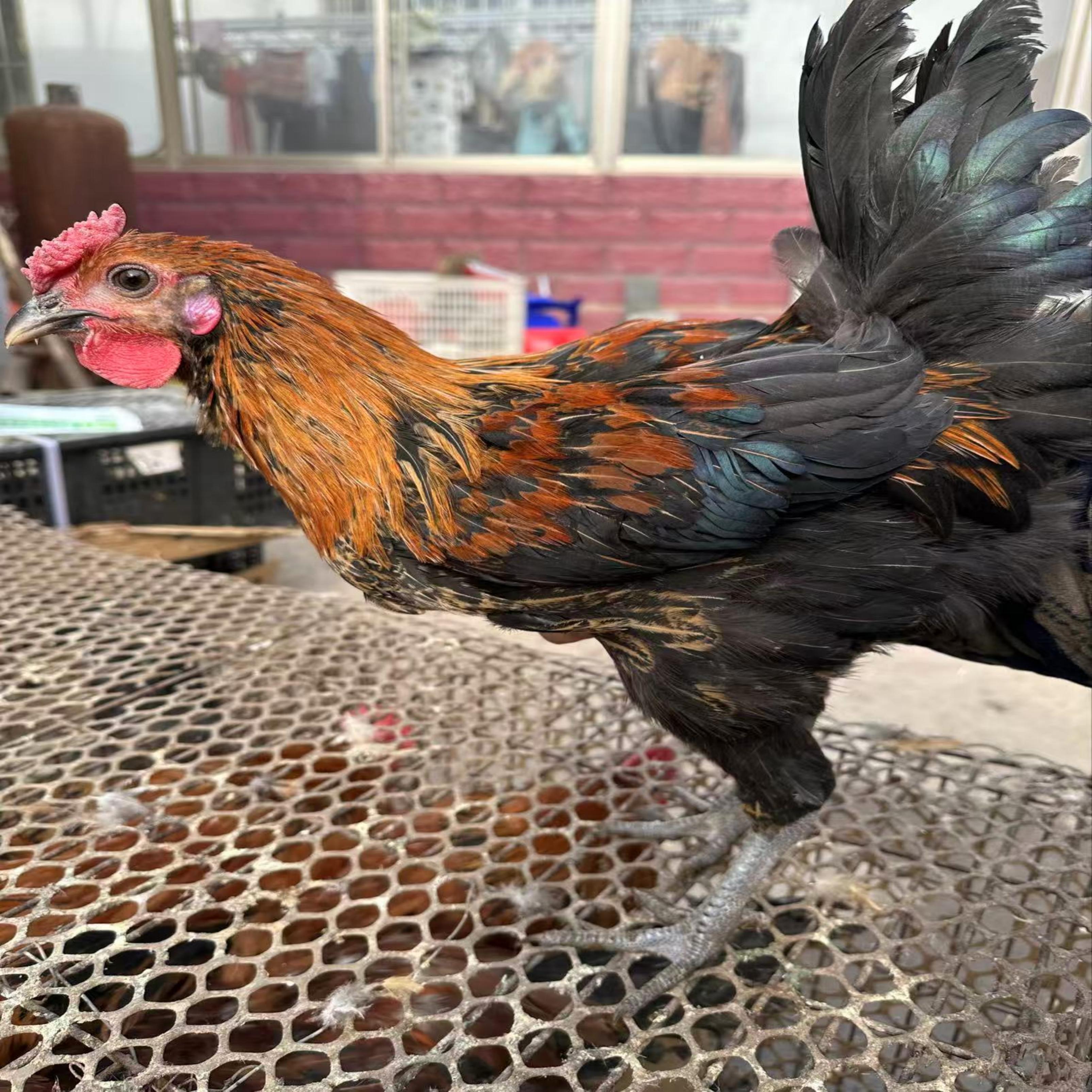 花柴土鸡【宠物鸡】精品花柴现场挑花色请勿私拍