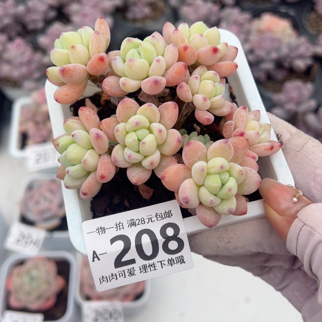 樱花罗绮多肉多肉多肉多肉