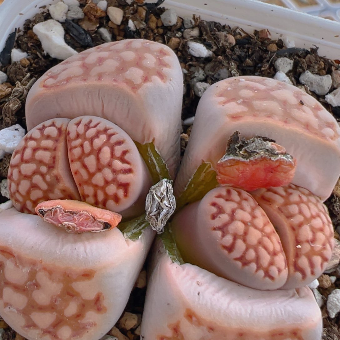 170多肉植物百科知识