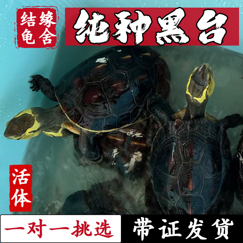 黄缘龟纯种黑台缘一代苗红龙骨水滴背球体高背台缘非洲缘琉球缘