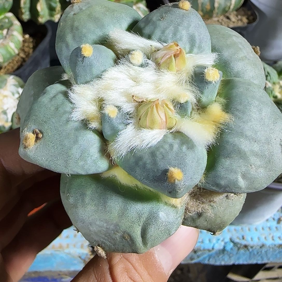 丸尤怒992仙人球开花