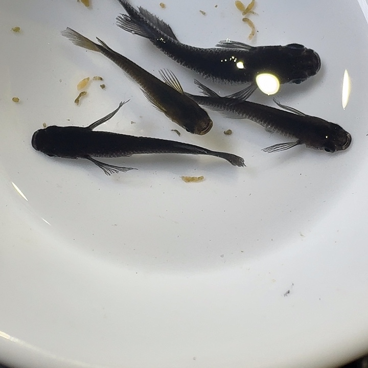 海水鱼57号拍品大蛇一组