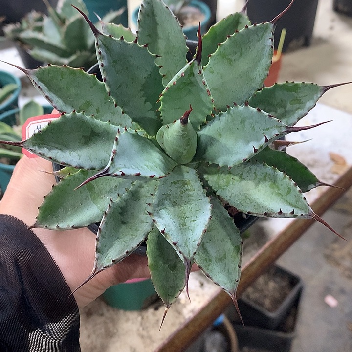 358曲八666666666666