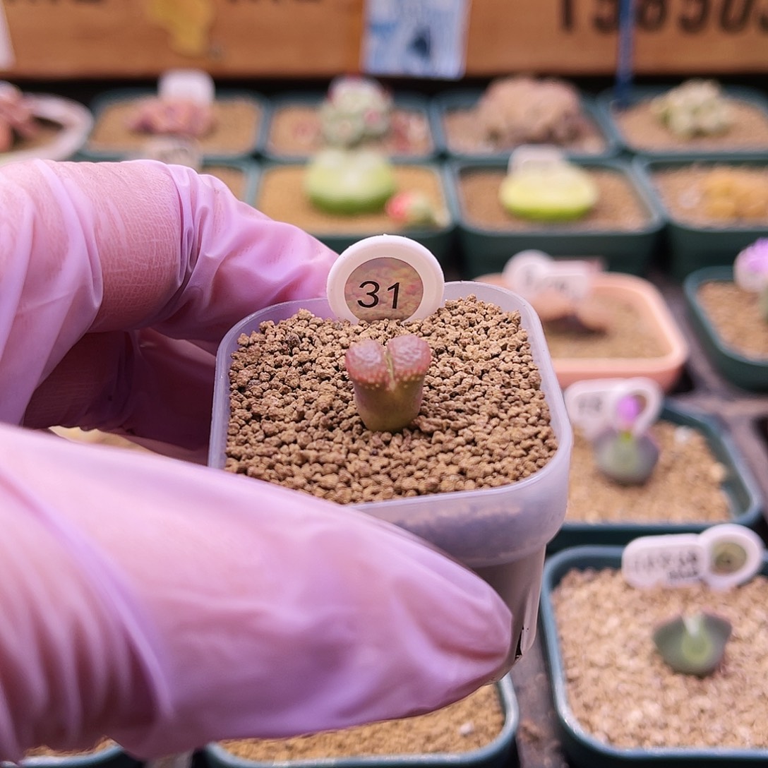 31号三年日本红网纹