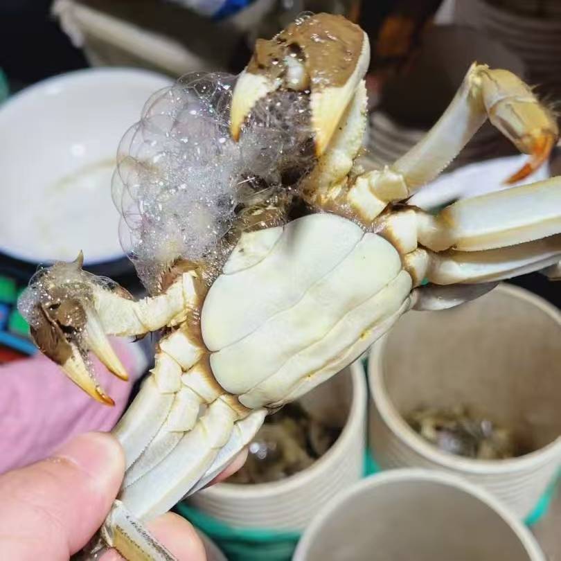 特价（母蟹）湖北蟹（1.6-1.9两）/只