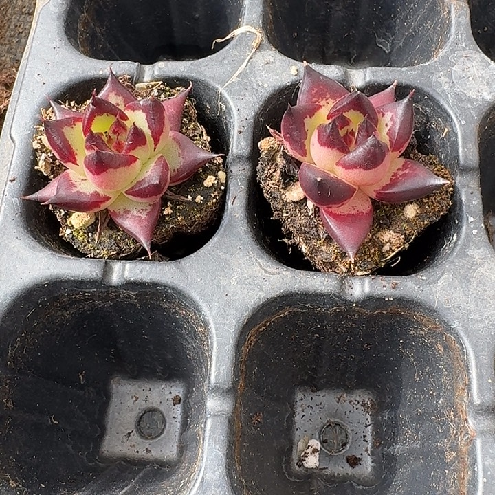 五木两颗量拍发货28-37左四左五