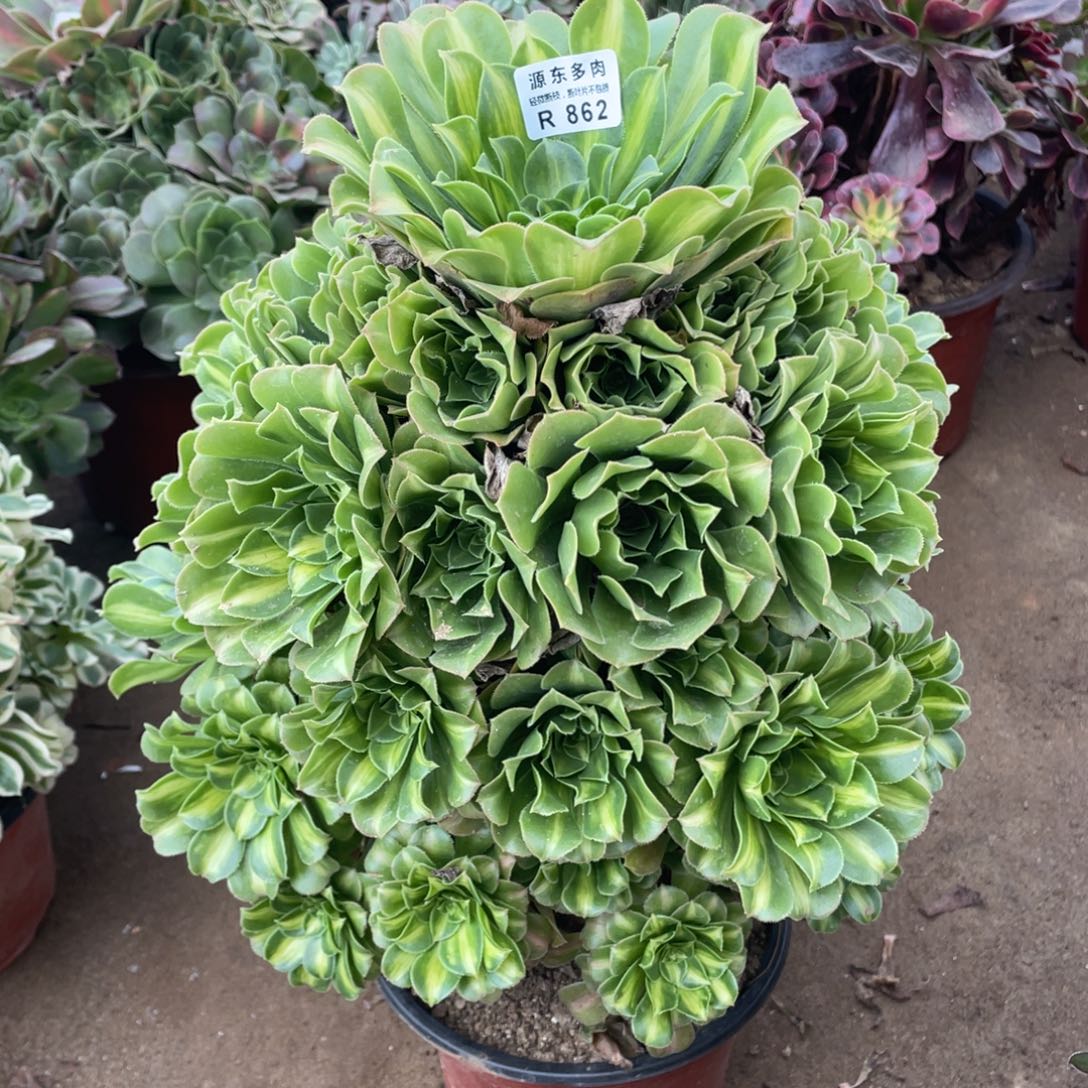 862翡翠多肉法师断枝不包