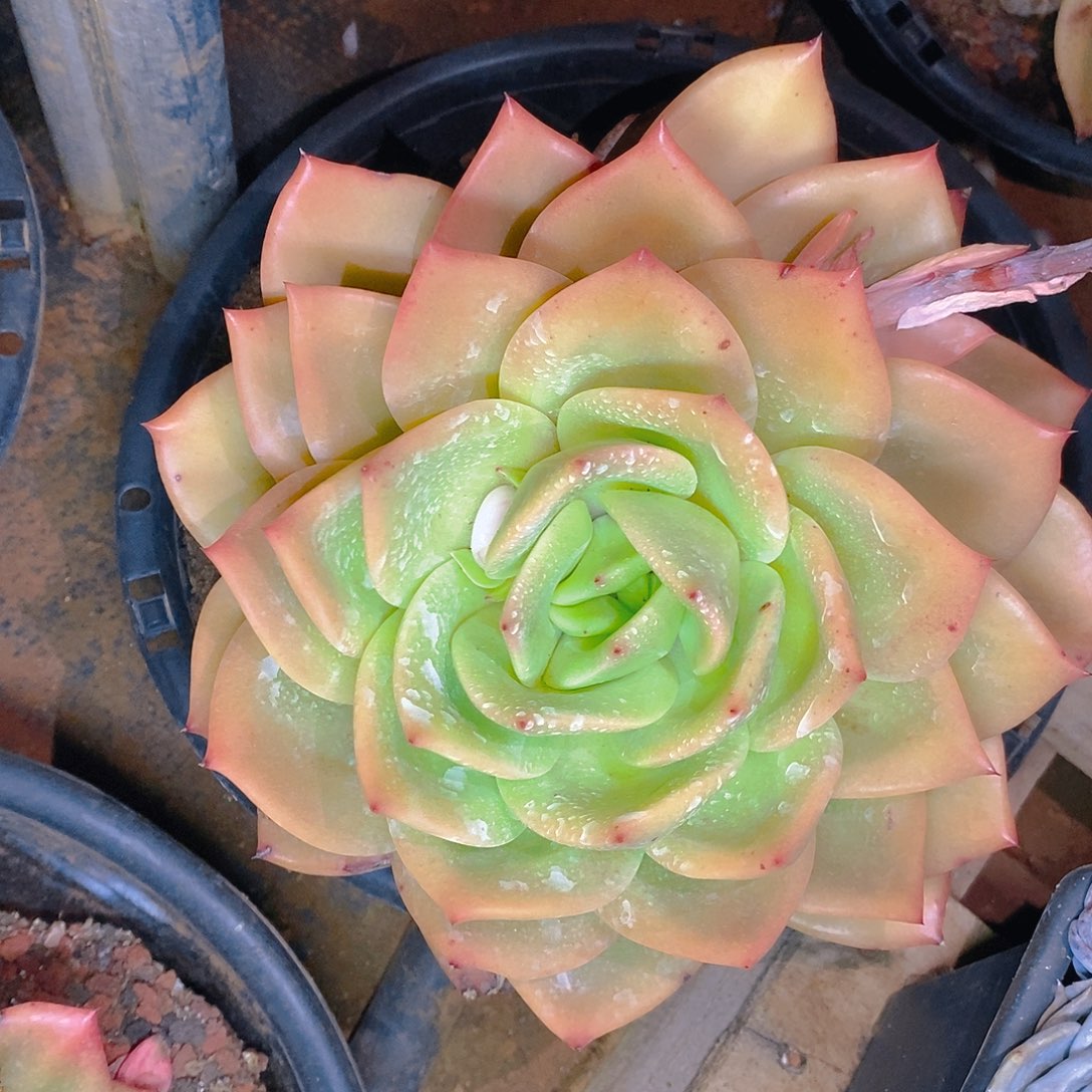 黄金狮子王大胆头