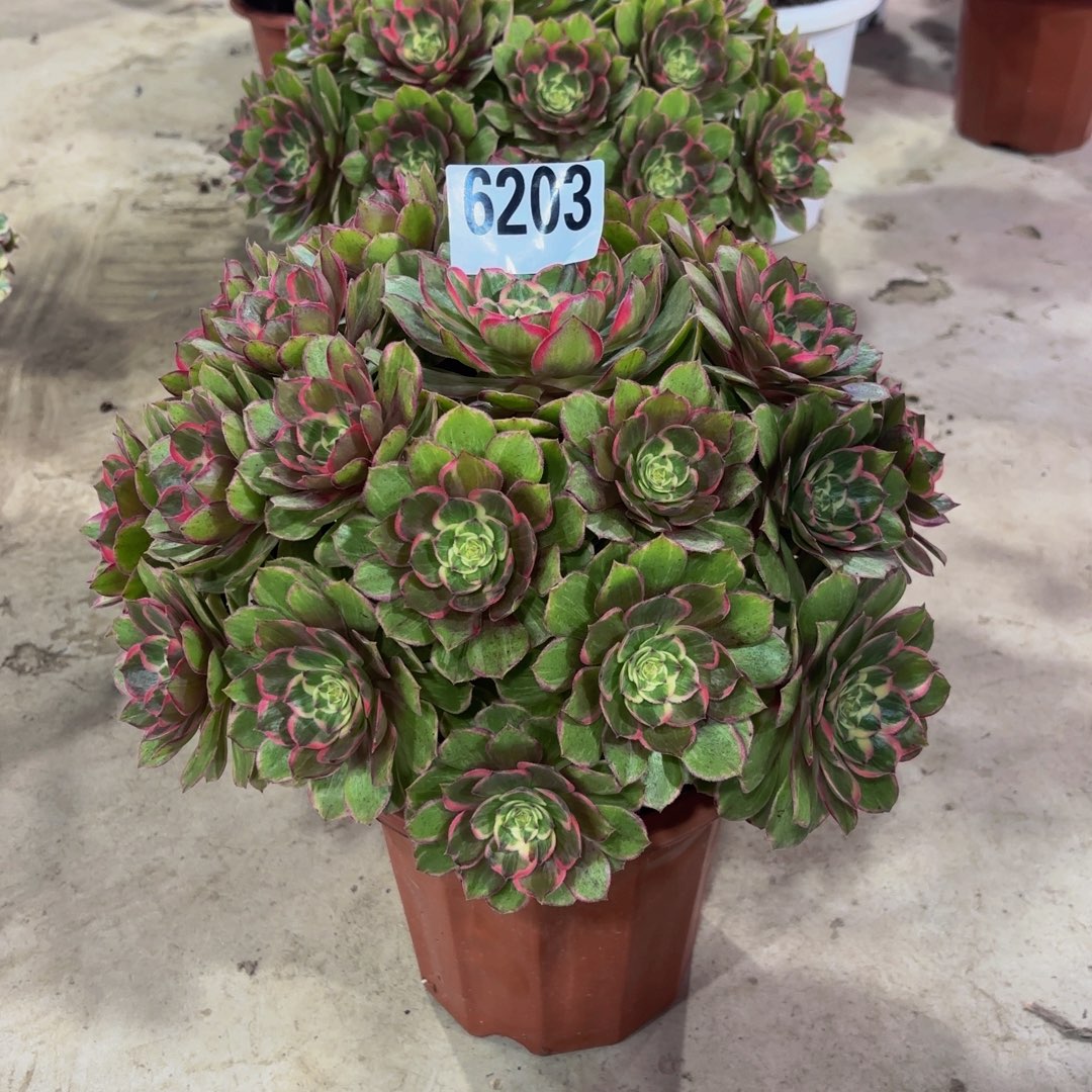 小***锦无花朵6203莲花座1111111