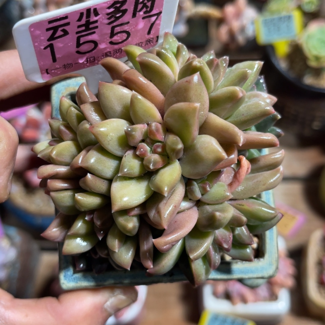 云尘多肉一物一拍不含盆1557