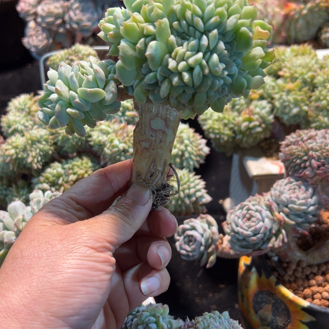 新年快乐啊宝宝们q88888