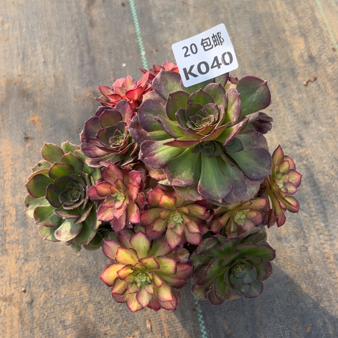 040海王七彩，满20包邮