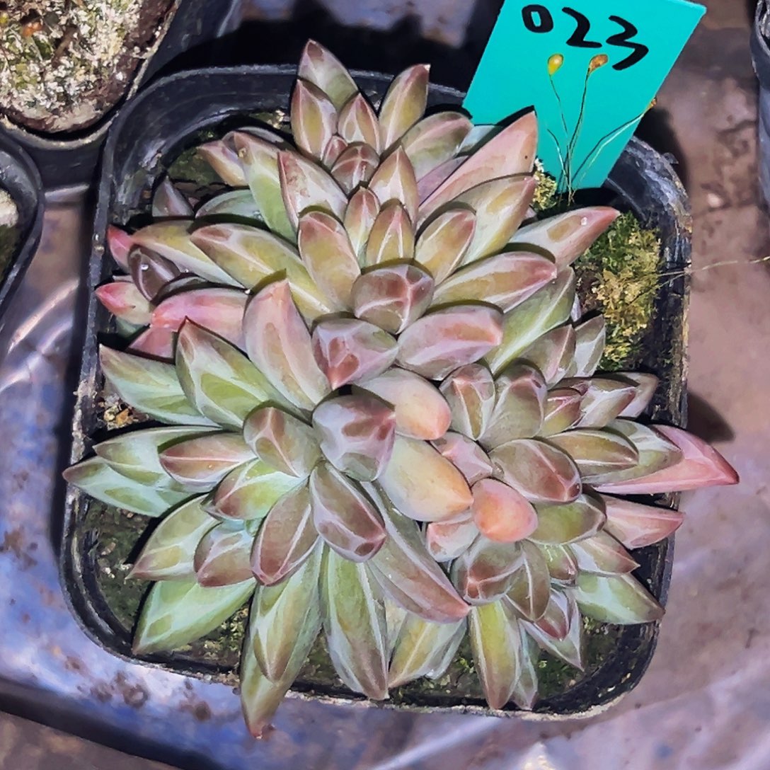 桔云多肉美人精品系列