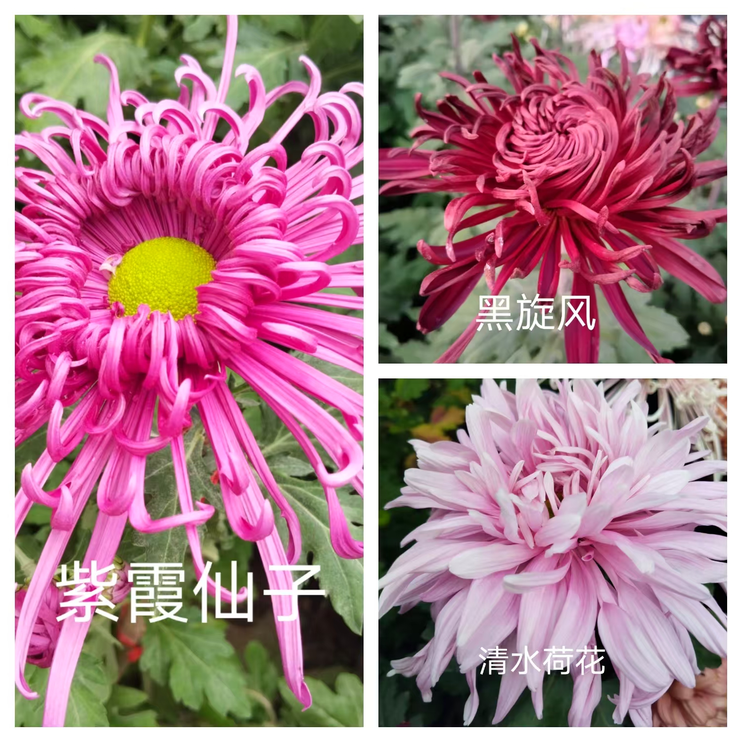 1棵黑旋风+1棵紫霞仙子+1棵清水荷花。共3棵。