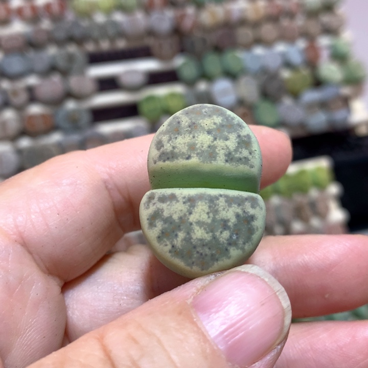 013c206a绿神迪尺寸3毫米