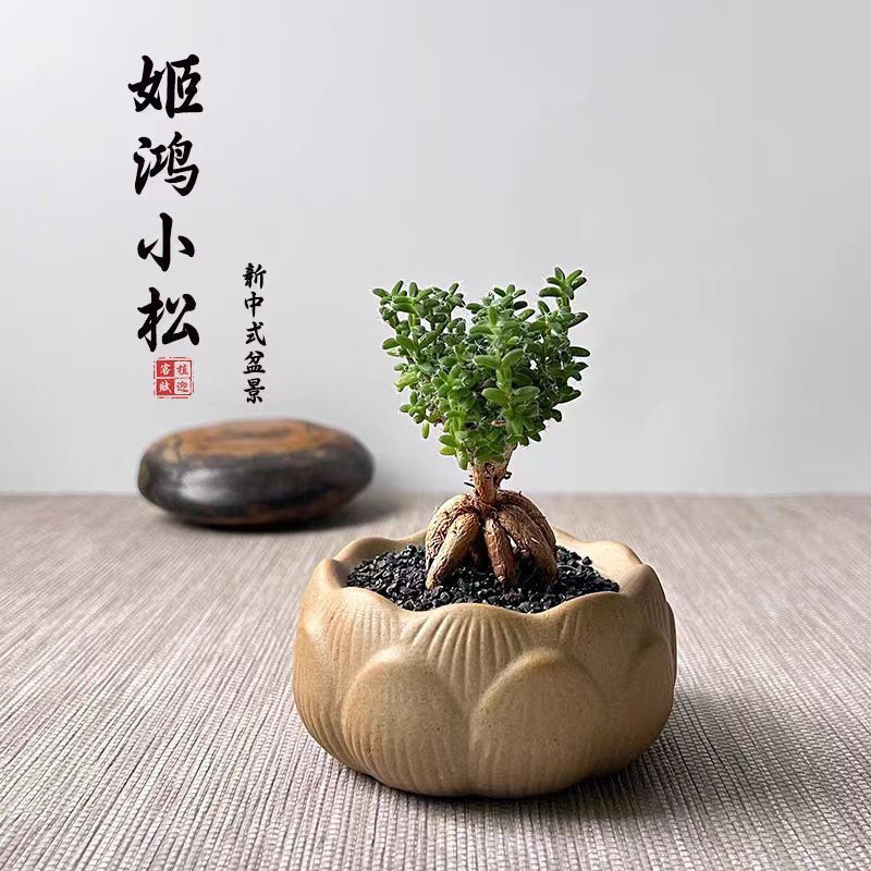 姬红小松老桩带盆土多肉植物（发货以直播间展示为准）