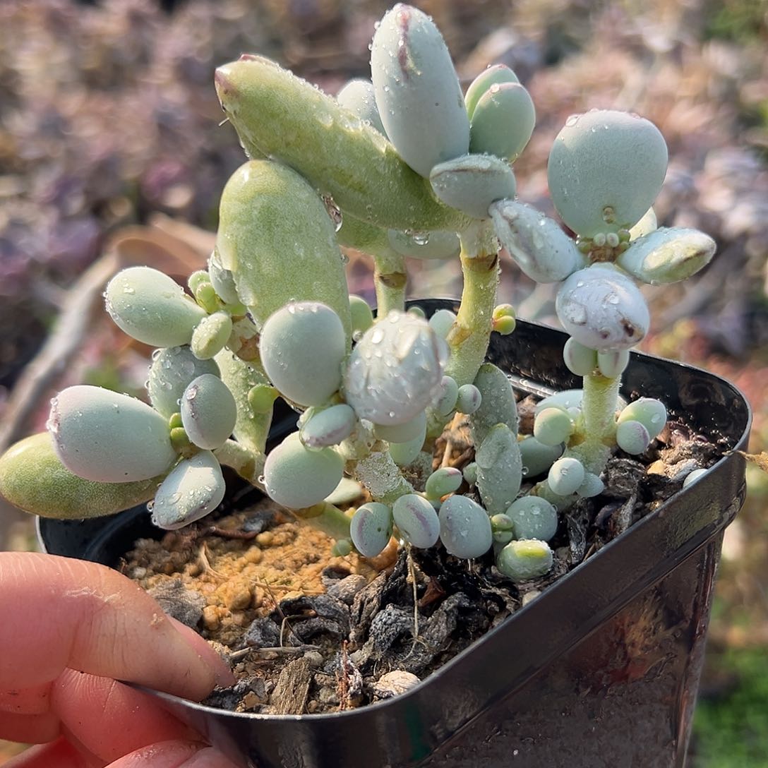 多肉植物多肉植物