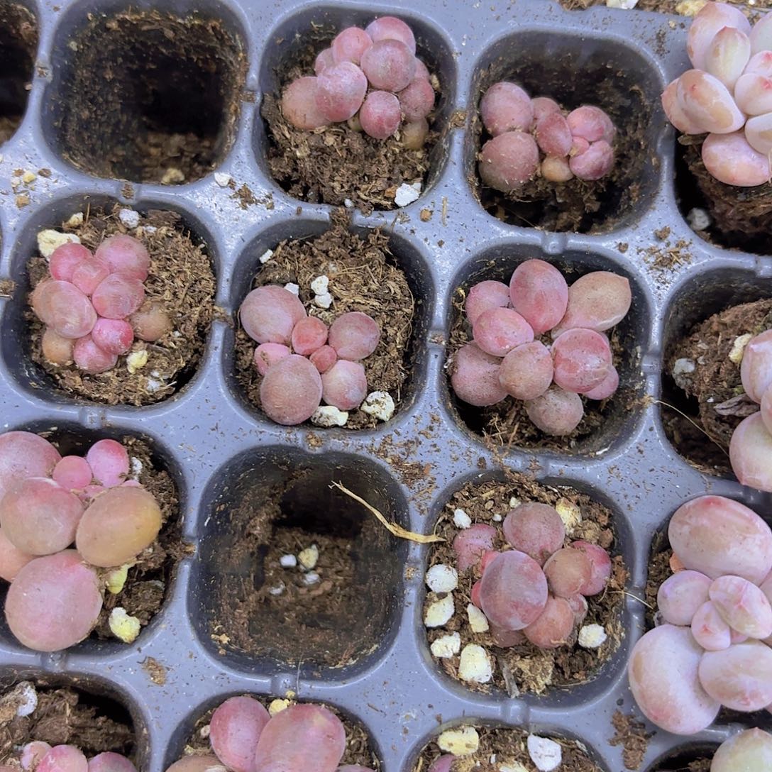 糖果美人双头一颗量拍