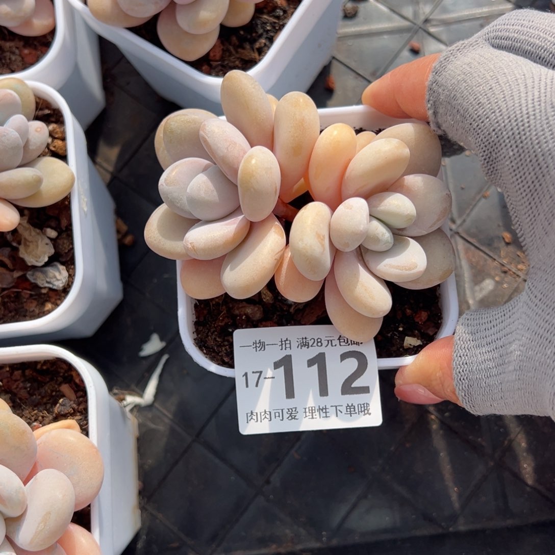 粉兔多肉多肉多肉