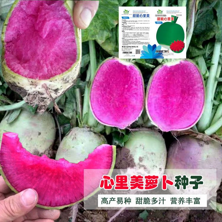 【满5包邮】心里美萝卜种子满堂红水果红心种籽四季春秋季红肉萝卜