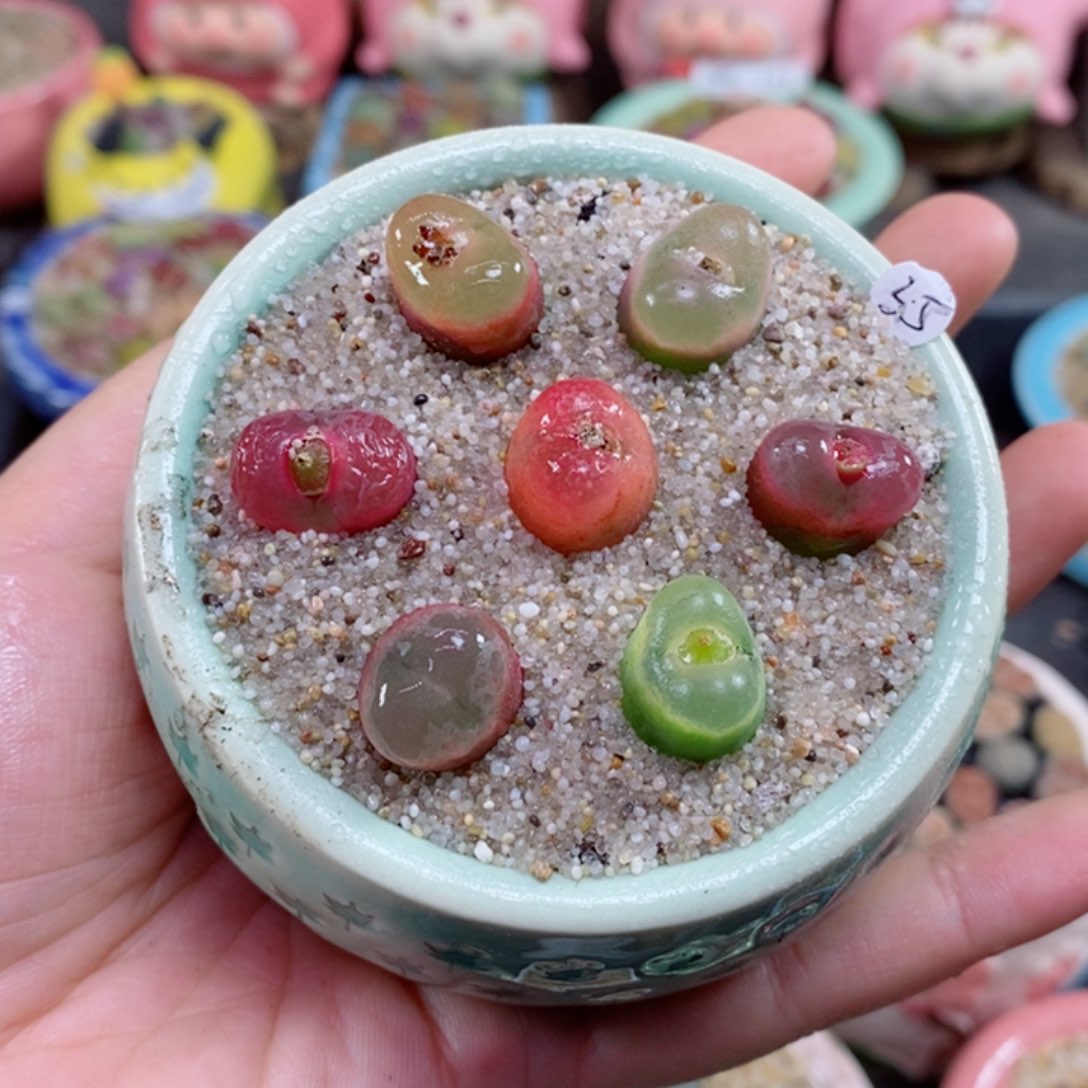 生石花花花花161号