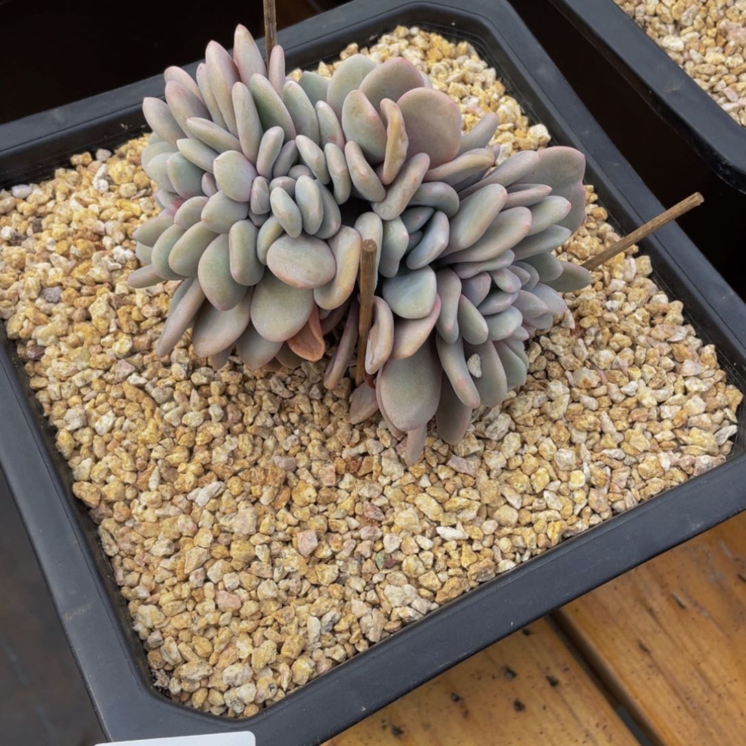 香*猫0219-02-粉兔缀化？。。。。。。