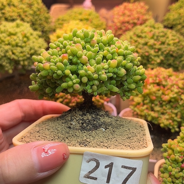 无花朵217蜜桔糖球