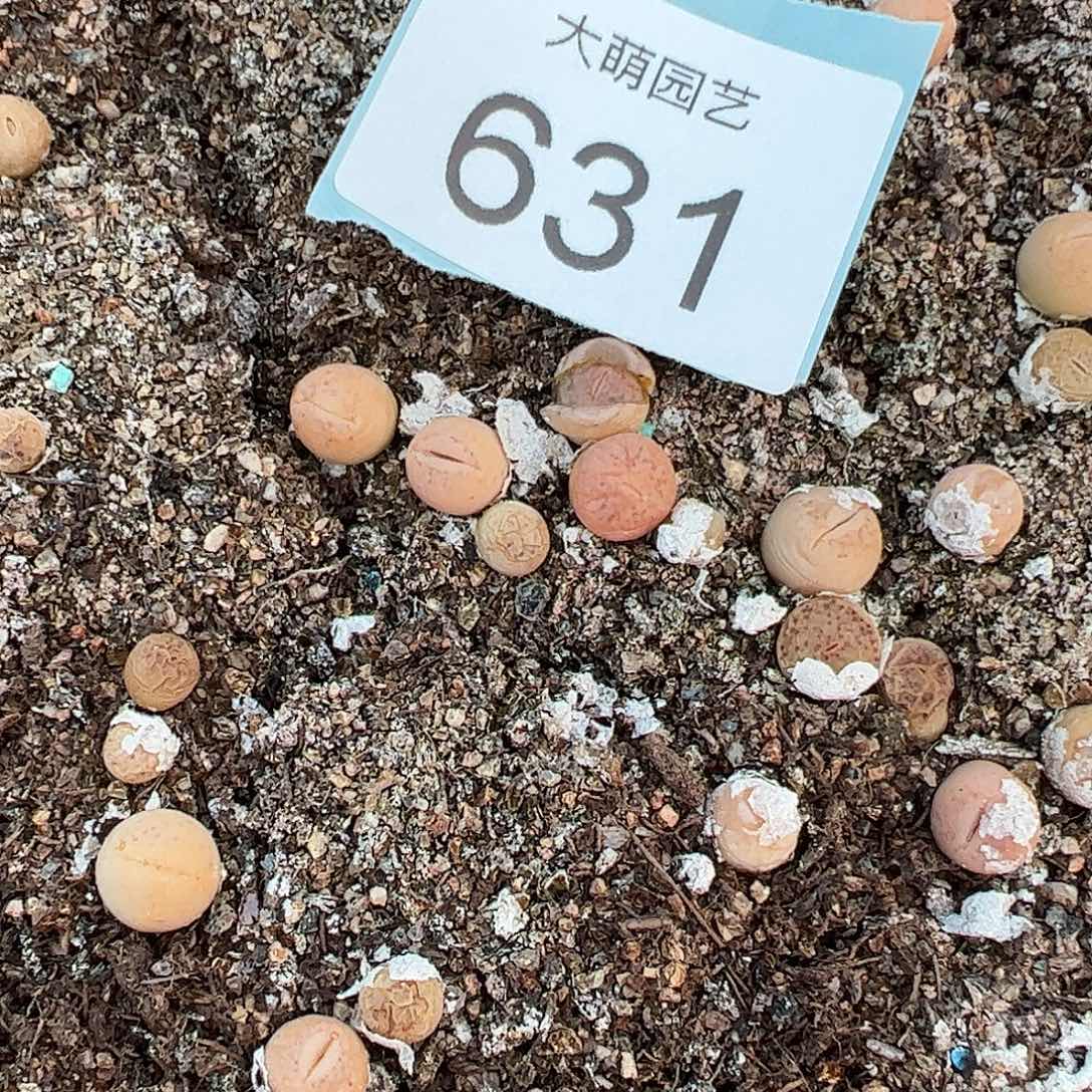 000631量拍丑鹅3颗