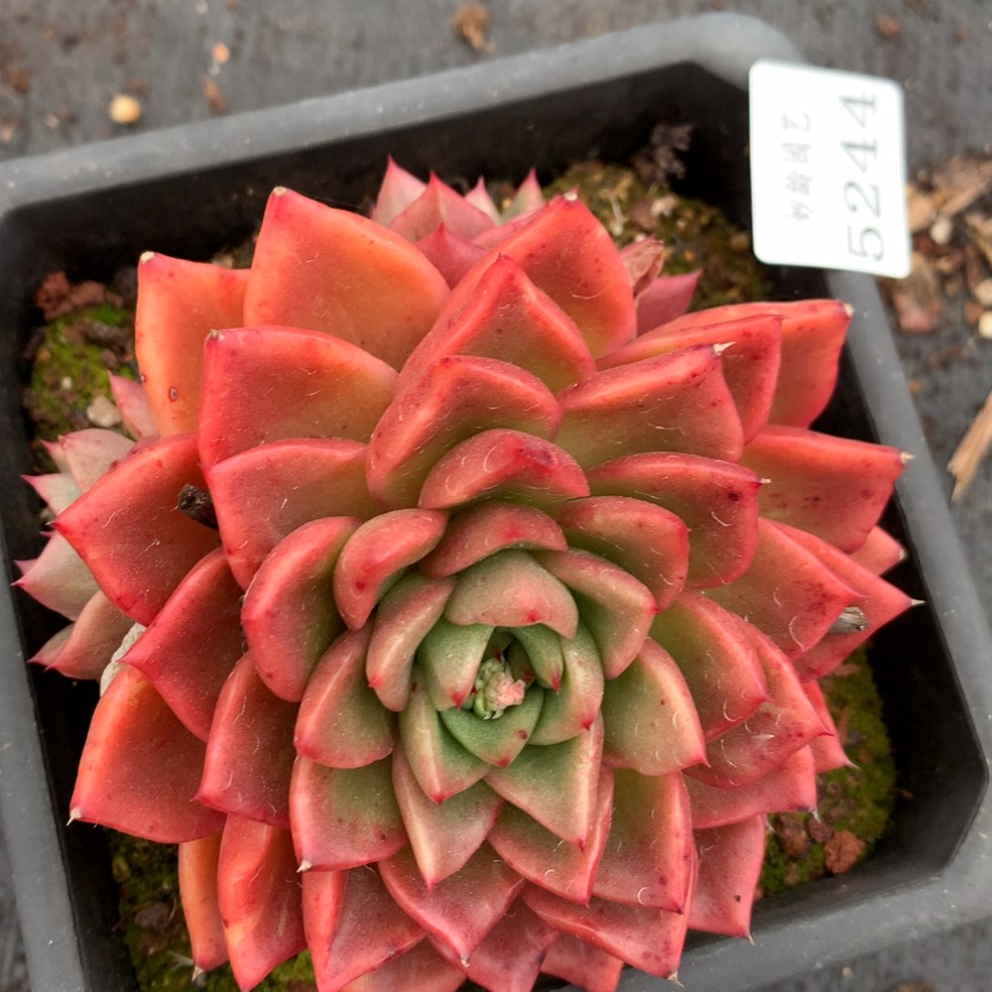 5244杂交多肉老桩