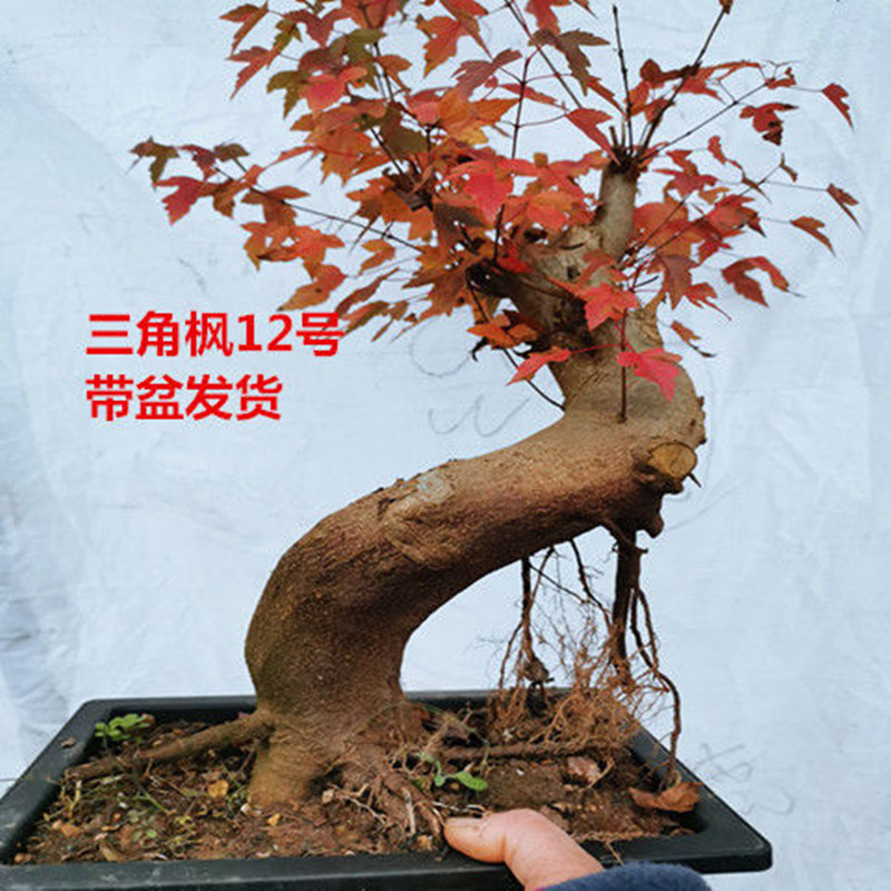 小叶红芽三角枫盆景树桩绿植盆景盆栽耐寒耐旱秋天红叶带盆