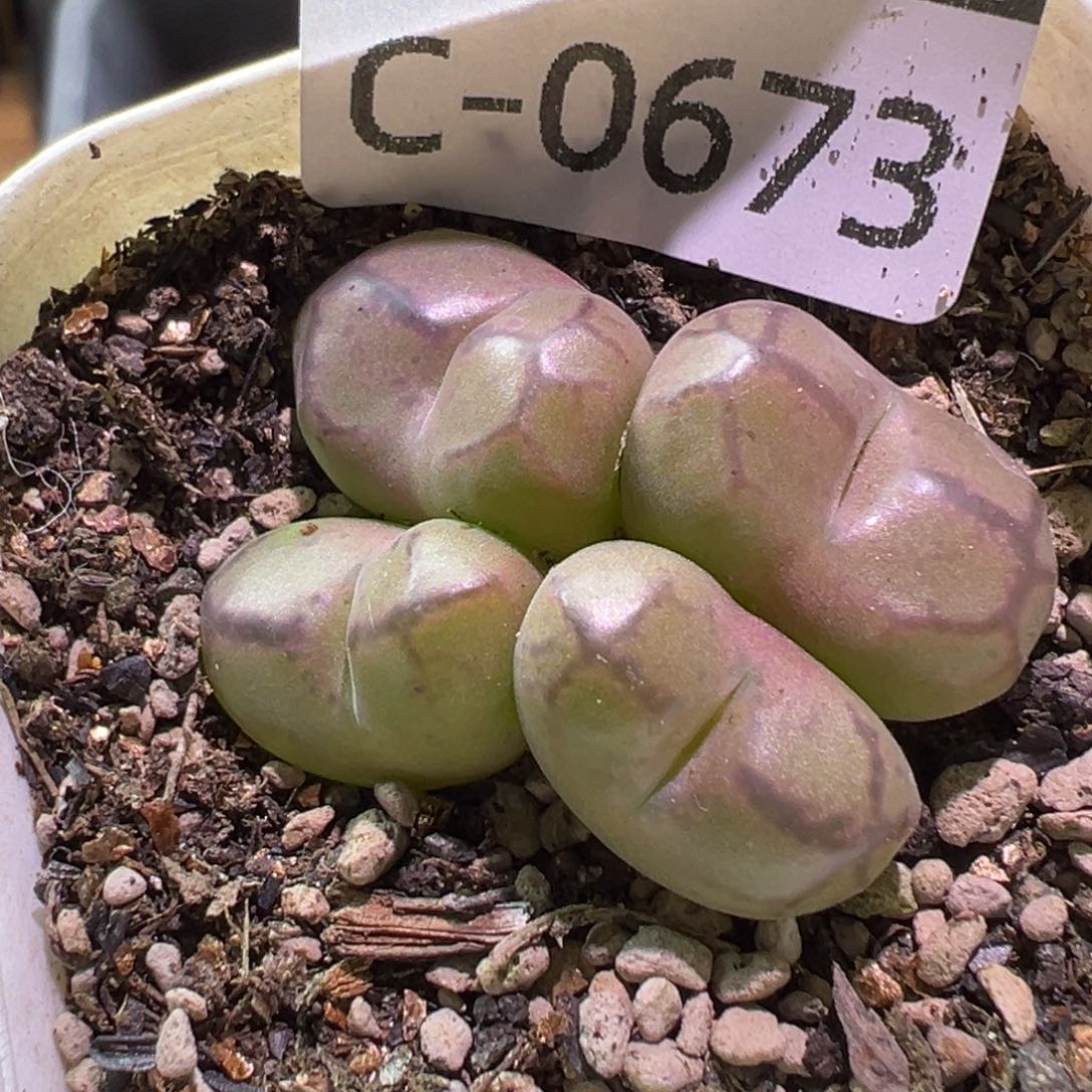 多肉植物1111111111