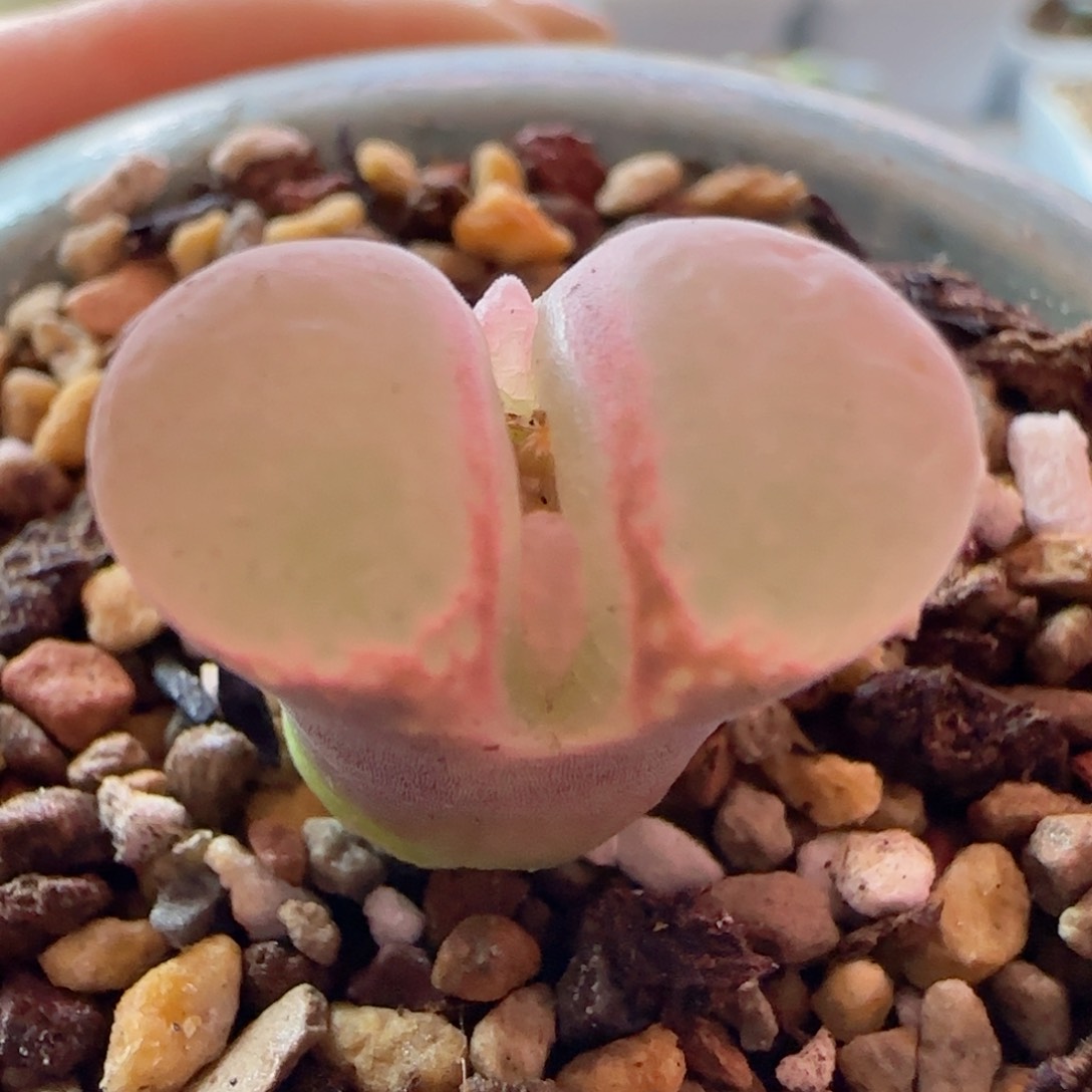 仙女福利。  精品风铃