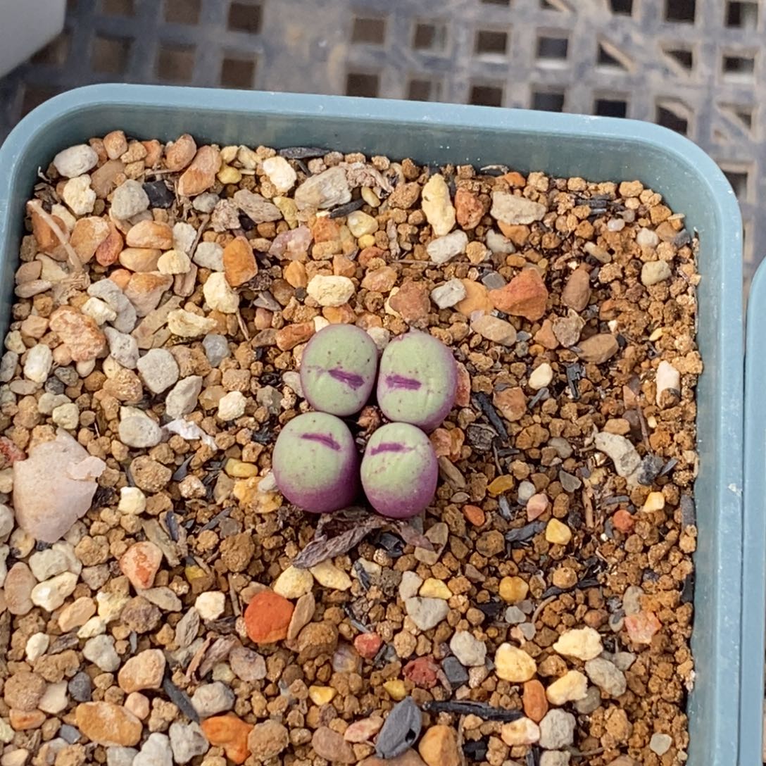 一颗保温箱保温保温