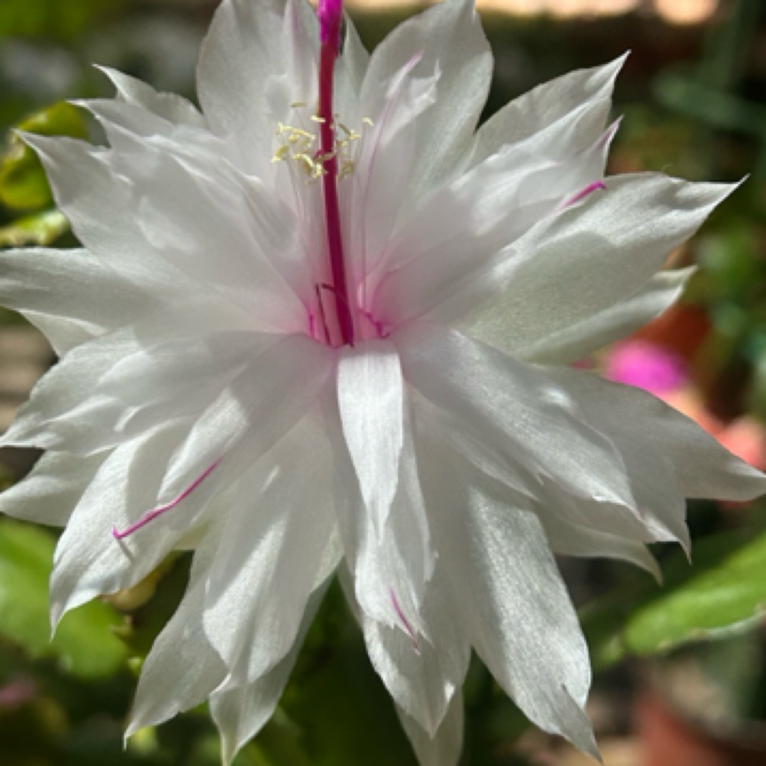 嫁接蟹爪兰白重瓣