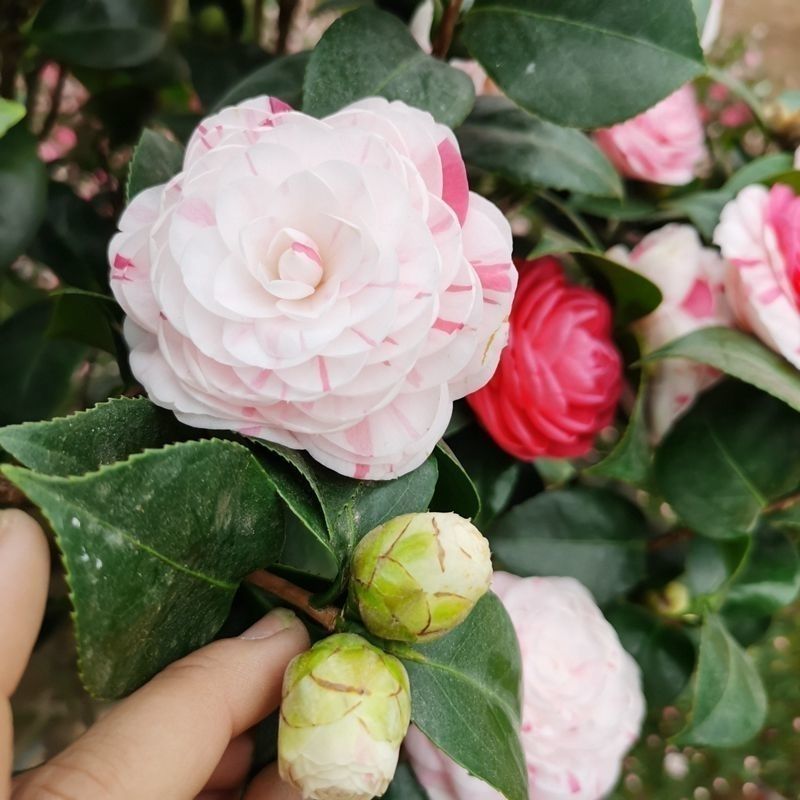 多色山茶花室内室耐寒热盆栽地栽花卉