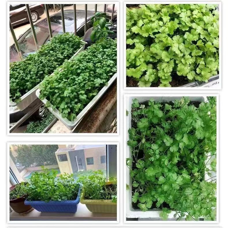 神禾369香菜种子【五包起发】