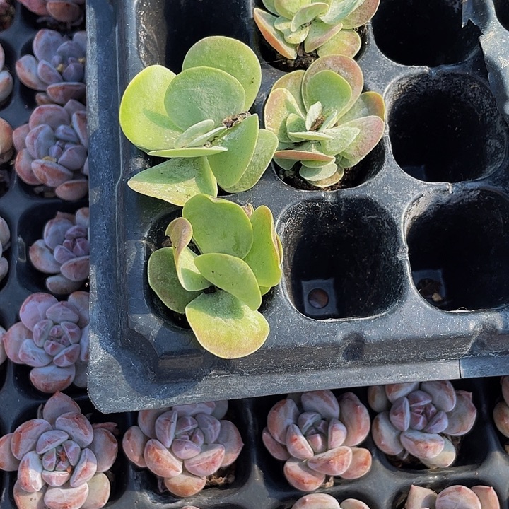 小唐印1元带土发货