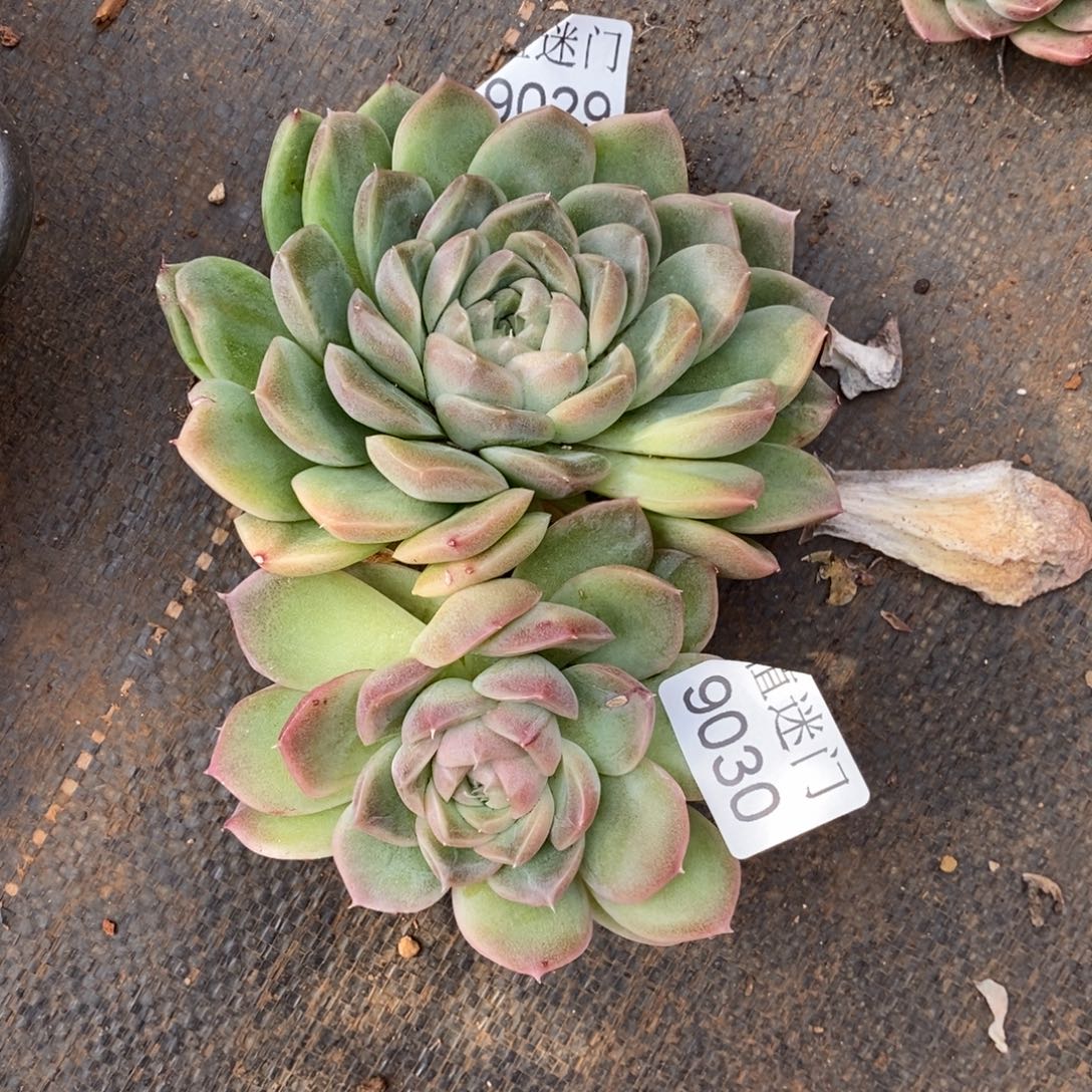 茉***沫杂交精品多肉9029~9030