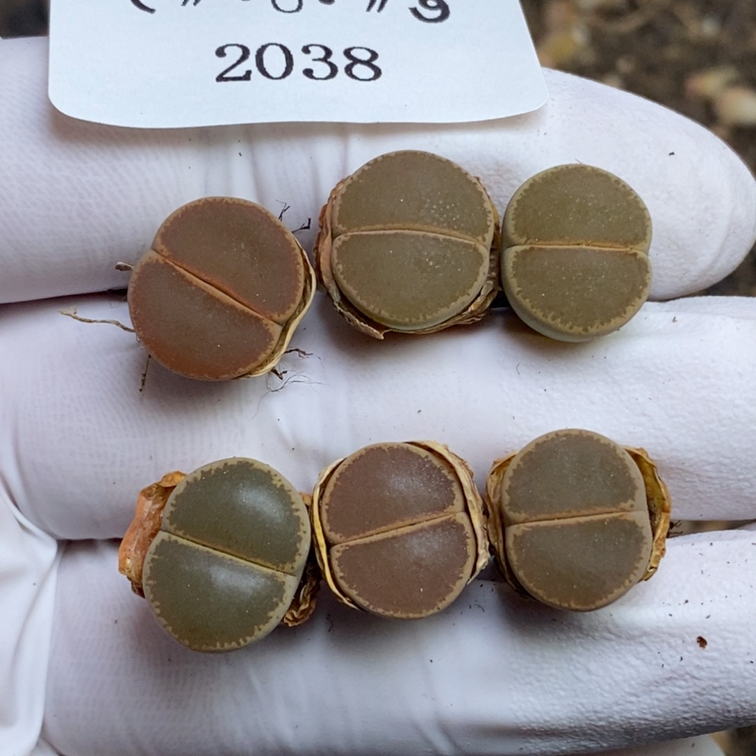 2038。吕氏和田。零下拍保温.18包邮.当天凑哦