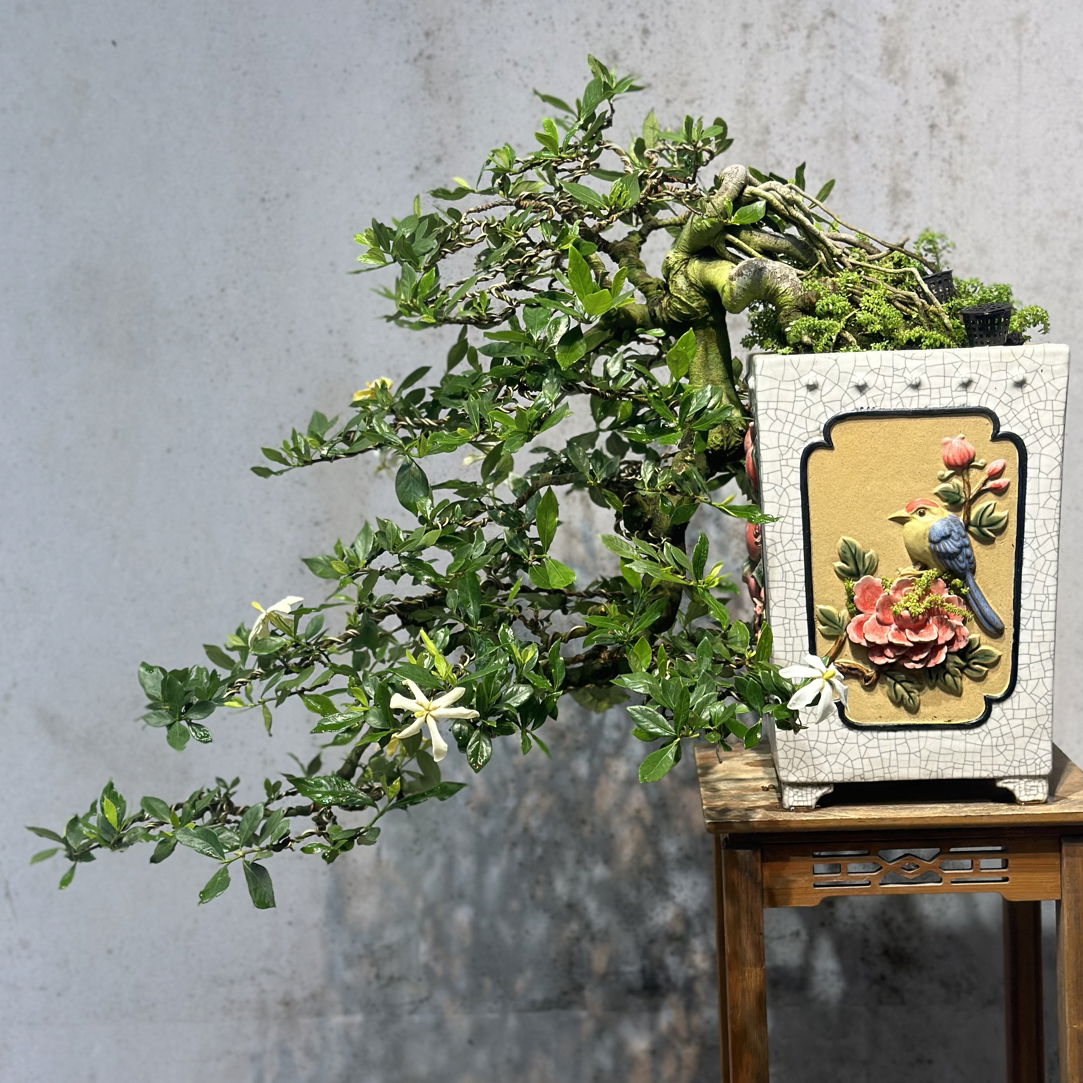 【遇繁花盆景】精品年功悬崖栀子花盆景