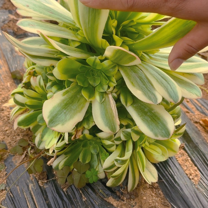 辛尼亚多肉多肉植物31号