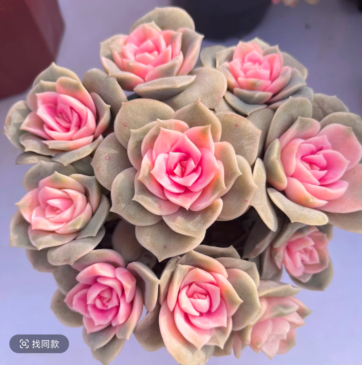 x戴安娜 新手好养 带盆带土 云南基地直发