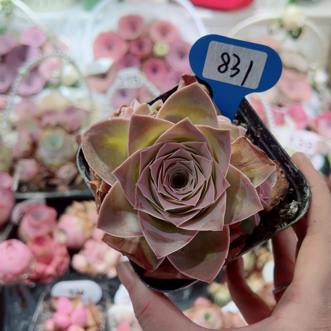 831艾丽斯群。  一物一拍